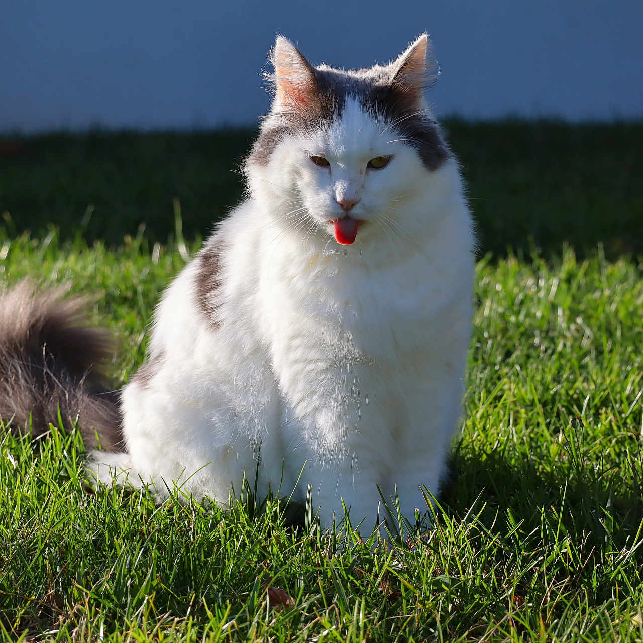 Leon participe au concours pour gagner de l'argent avec cette photo : cat, animal, pet, outdoor, grass, tongue_out, fluffy, white, gray, sunlight, nature, feline, cute, playful, mischievous, sitting, fur, greenery, daylight, domestic_animal