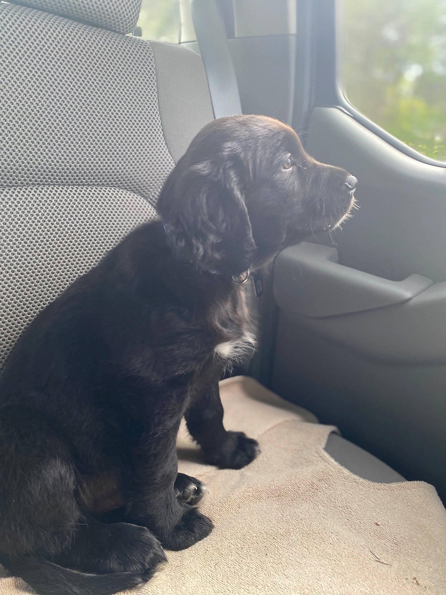 Mango is registered to the contest to win money with this photo: automotive_window_part, canidae, car_seat, carnivore, comfort, companion_dog, daylighting, dog, dog_breed, gun_dog, liver, mammal, snout, spaniel, sporting_group, vehicle_door, working_animal, working_dog