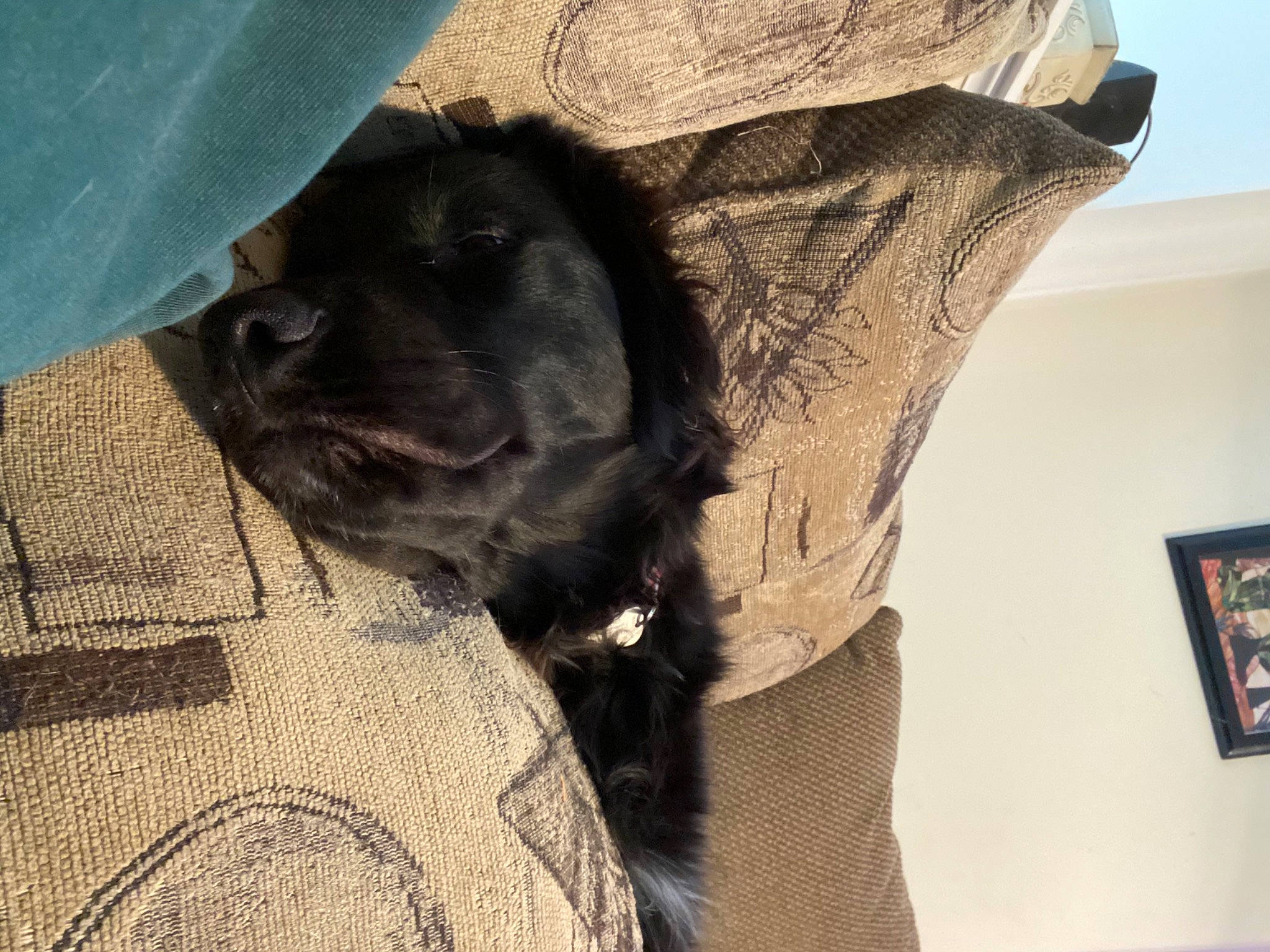 Mango joined the competition — help win amazing prizes! beige, borador, canidae, carnivore, comfort, companion_dog, dog, dog_breed, dog_collar, fur, pet_supply, picture_frame, snout, sporting_group, working_animal, working_dog