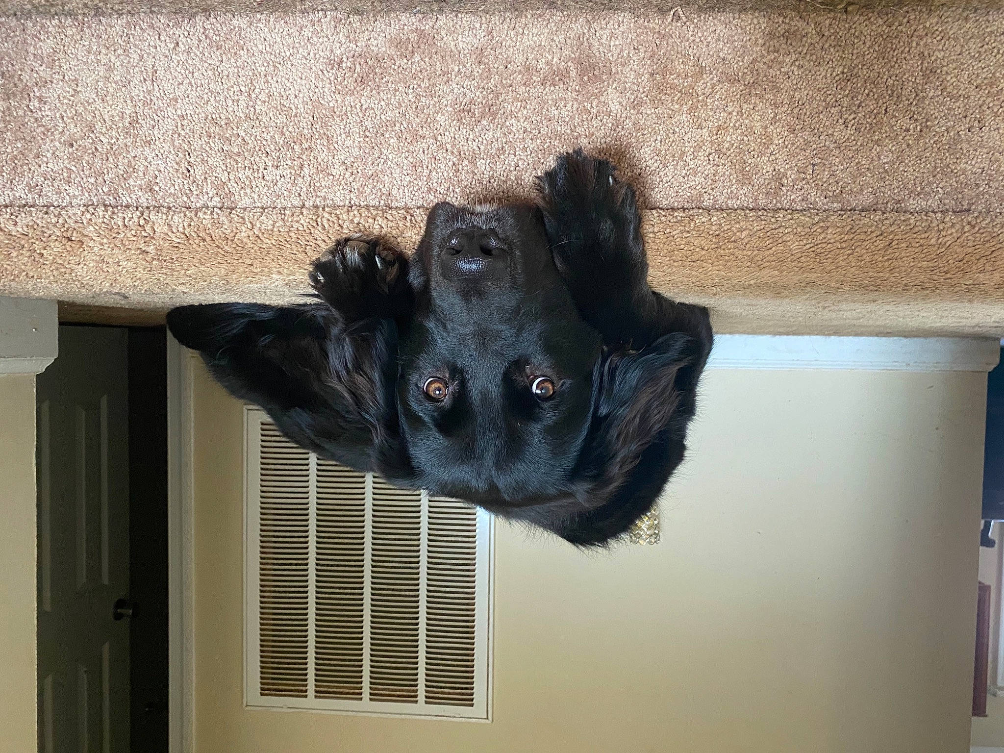 Mango joined the competition — help win amazing prizes! canidae, companion_dog, dog, dog_breed, fur, home_door, liver, snout, sporting_group, terrestrial_animal, working_animal, working_dog