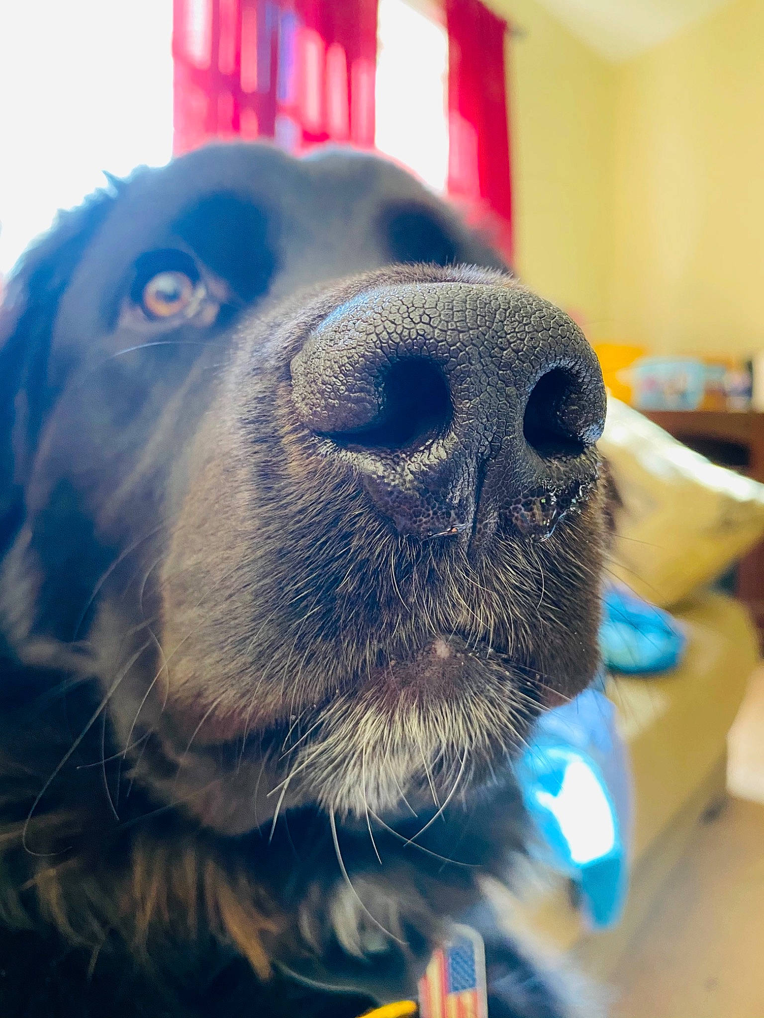 Mango is registered to the contest to win money with this photo: canidae, carnivore, cocker_spaniel, companion_dog, dog, dog_breed, dog_supply, dog_toy, fur, gun_dog, iris, liver, pet_supply, snout, spaniel, sporting_group, terrestrial_animal, tongue, whiskers, working_animal