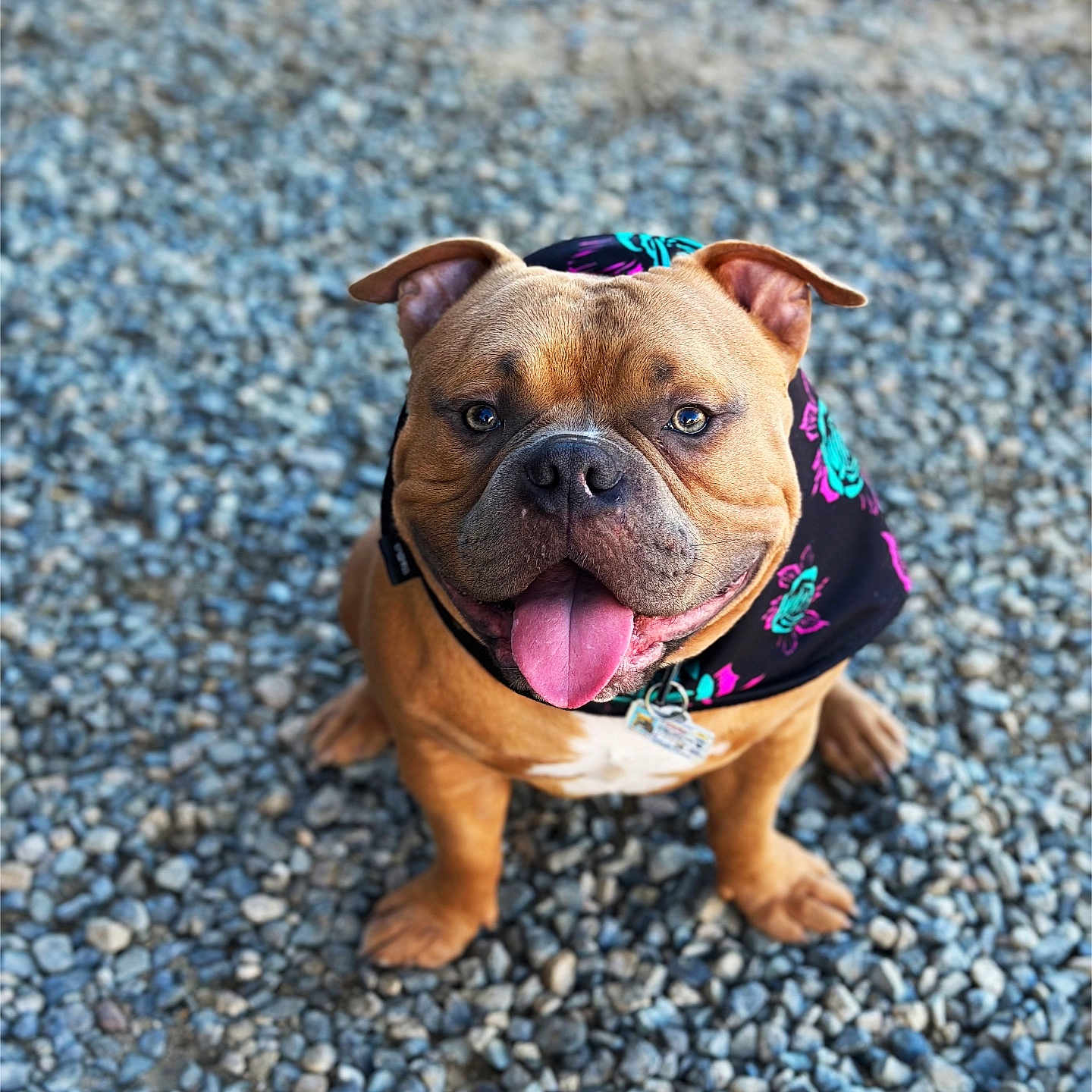 Nipsey Arellano joined the competition — help win amazing prizes! animal, bodypart, boxer, bulldog, canine, dog, face, frenchbulldog, gravel, head, hound, pebble, person, pet, photography, pitbull, portrait, puppy, road, rock