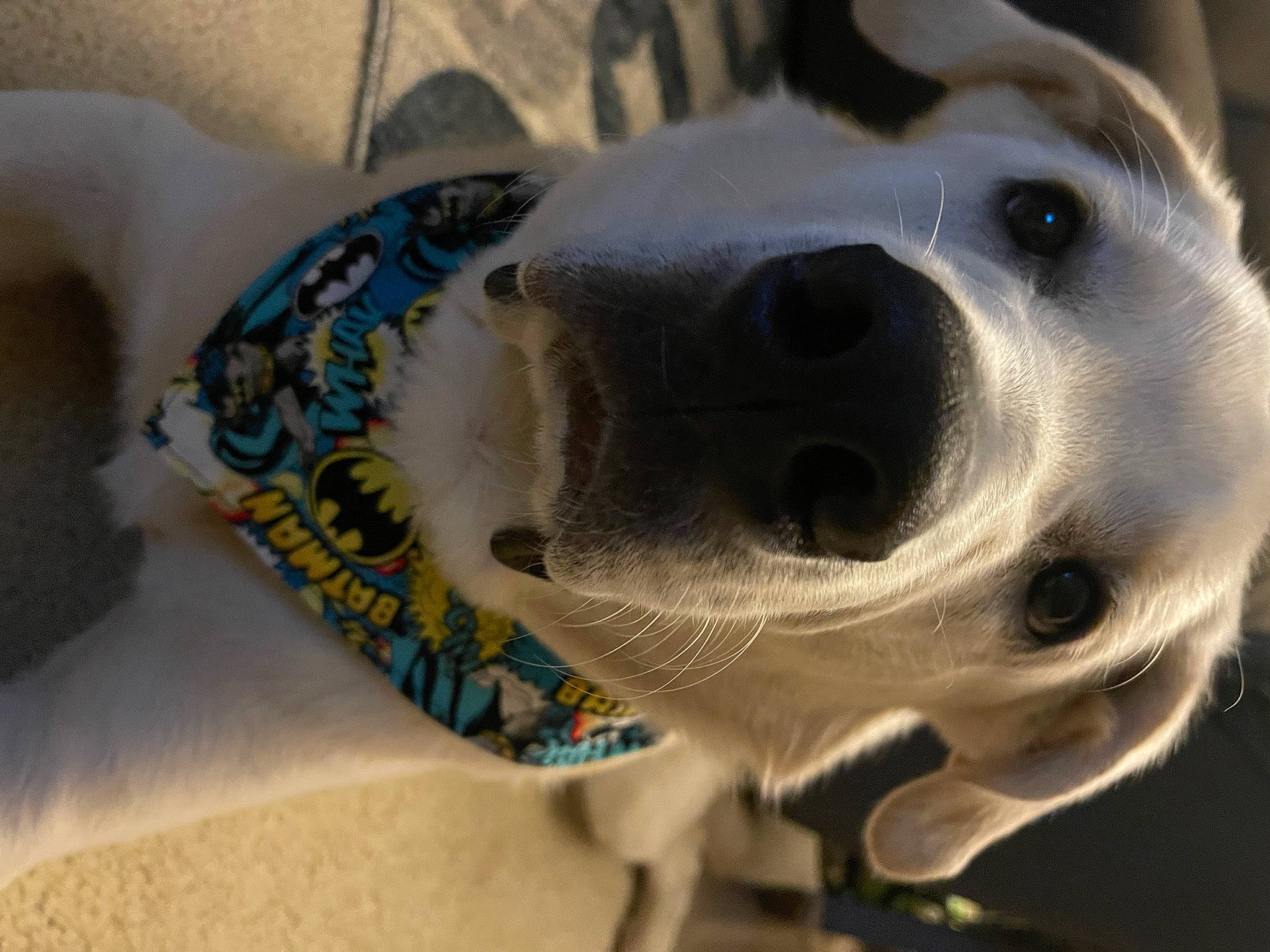 Jaxson joined the competition — help win amazing prizes! aircraft, art, canidae, carnivore, close_up, companion_dog, dog, dog_breed, eye, fawn, fur, head, jaw, metal, pet_supply, snout, sporting_group, terrestrial_animal, whiskers, working_animal