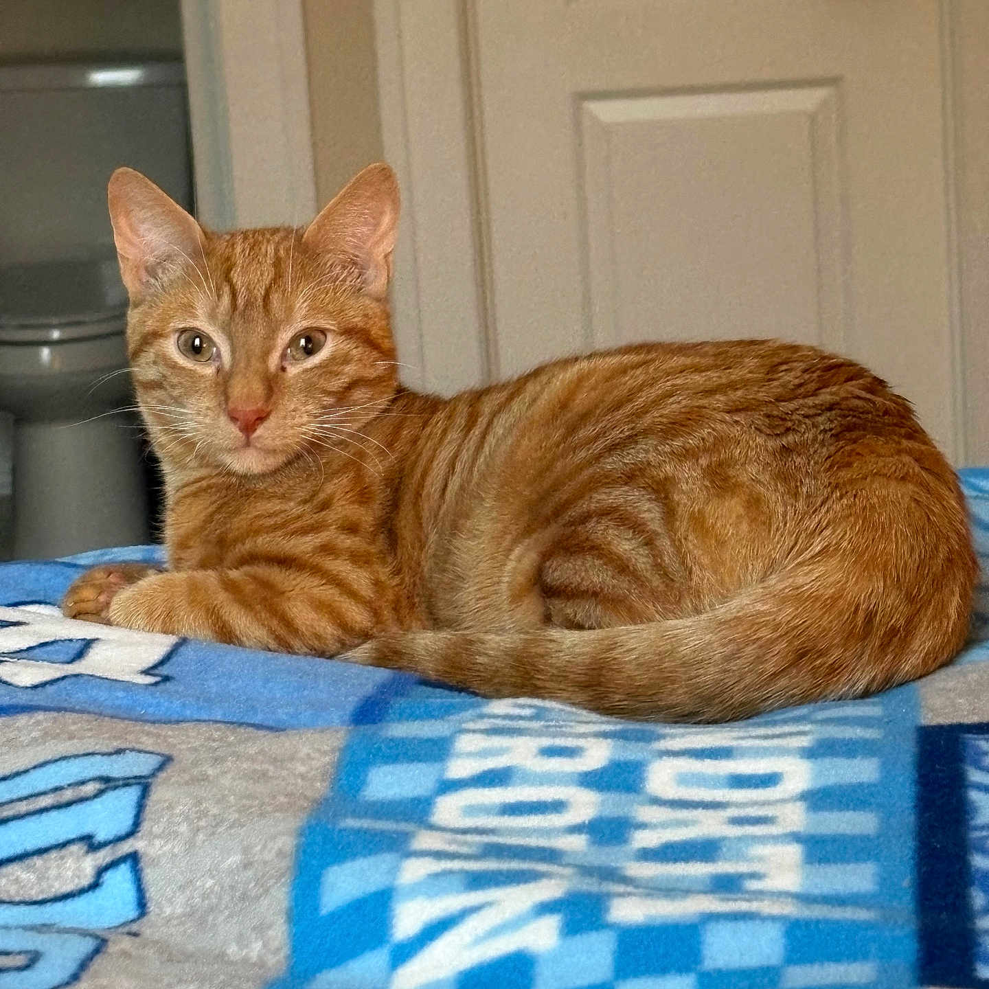 Molly is registered to the contest to win money with this photo: animal, bedroom, blanket, cat, comfort, cozy, curious, door, ears, feline, fur, ginger_cat, home, indoor, looking, pet, resting, tabby, tail, whiskers