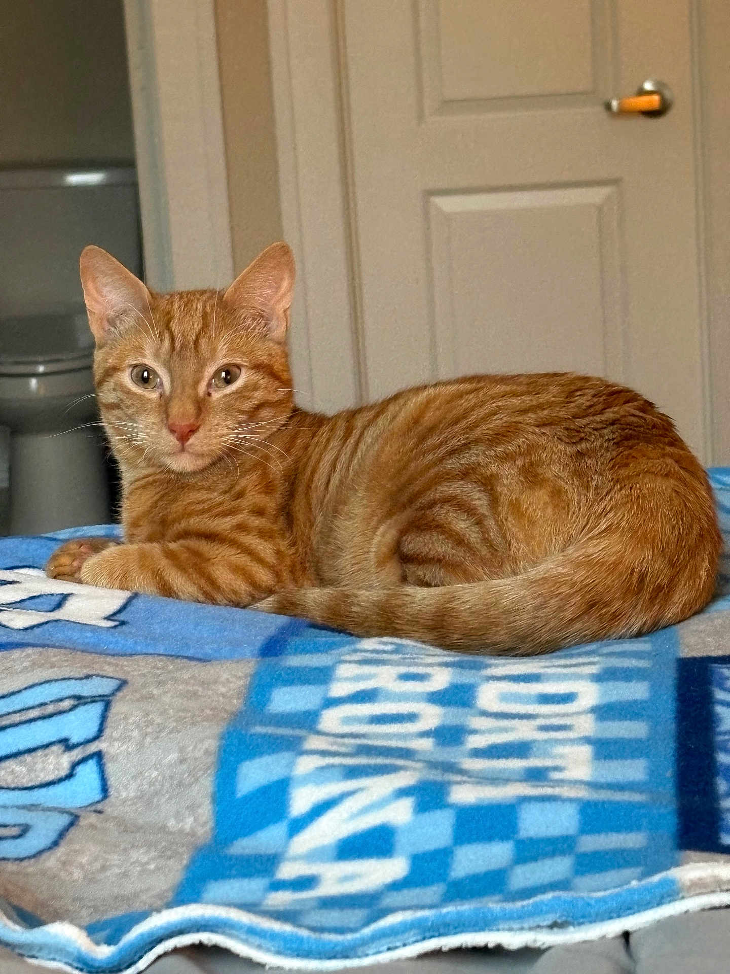 Molly is registered to the contest to win money with this photo: cat, ginger_cat, tabby, pet, indoor, blanket, feline, animal, resting, looking, curious, ears, whiskers, fur, tail, door, home, bedroom, cozy, comfort