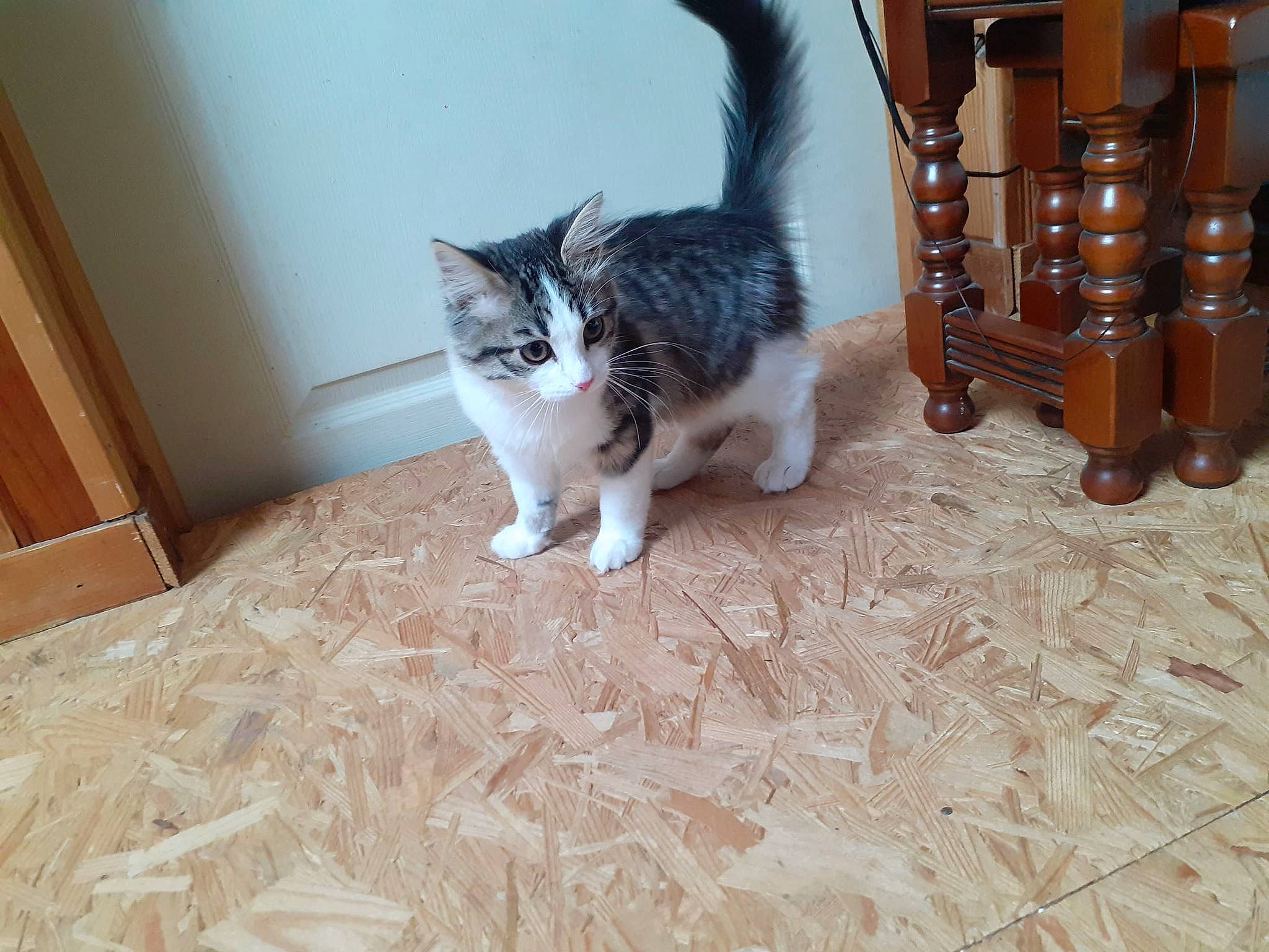 Max a rejoint le concours — aidez-le/la à gagner de superbes lots ! carnivore, cat, domestic_short_haired_cat, european_shorthair, fawn, felidae, floor, flooring, hardwood, kitten, laminate_flooring, leg, mammal, polydactyl_cat, room, small_to_medium_sized_cats, tail, whiskers, wood, wood_flooring