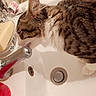 Max a rejoint le concours — aidez-le/la à gagner de superbes lots ! carnivore, cat, domestic_short_haired_cat, ear, european_shorthair, felidae, fur, kitten, plumbing_fixture, sink, small_to_medium_sized_cats, tabby_cat, tap, whiskers