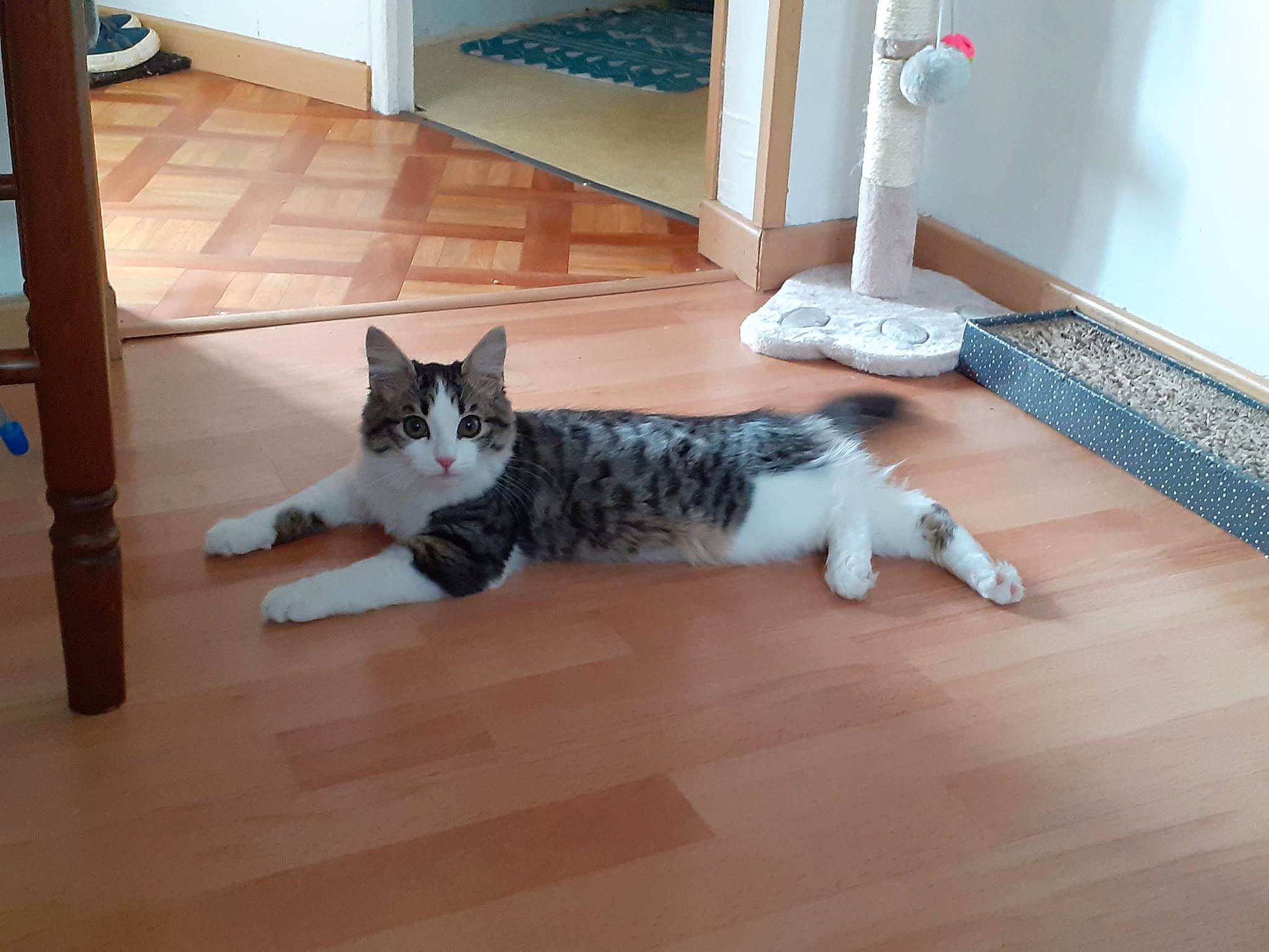 Max a rejoint le concours — aidez-le/la à gagner de superbes lots ! american_shorthair, carnivore, cat, domestic_short_haired_cat, european_shorthair, felidae, floor, flooring, fur, hardwood, kitten, laminate_flooring, leg, polydactyl_cat, small_to_medium_sized_cats, tabby_cat, tail, whiskers, wood, wood_flooring