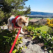 Evy a rejoint le concours — aidez-le/la à gagner de superbes lots ! cat, leash, harness, ivy, stone_wall, outdoor, nature, sunlight, sky, greenery, tree, scenic, countryside, exploring, pet, animal, daylight, blue_sky, flora, adventure