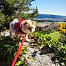 cat, leash, harness, ivy, stone_wall, outdoor, nature, sunlight, sky, greenery, tree, scenic, countryside, exploring, pet, animal, daylight, blue_sky, flora, adventure