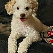 Harley is registered to the contest to win money with this photo: animal, blanket, canine, companion, couch, curly_fur, cute, dog, domestic, friendly, fur, happy, indoor, living_room, pet, relaxed, resting, smiling, tongue_out, white_dog