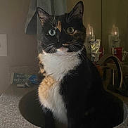 Jellybean is registered to the contest to win money with this photo: cat, calico, sink, bathroom, countertop, towel, toiletries, domestic, indoor, pet, curious, whiskers, fur, reflection, mirror, lighting, closeup, animal, feline, still_life