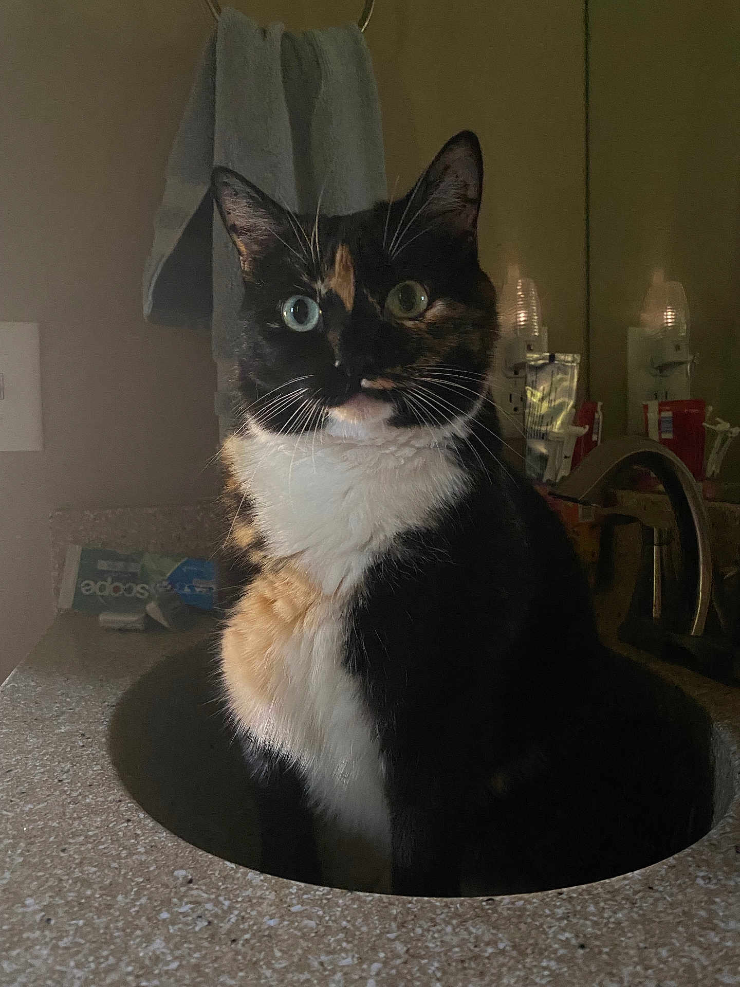 Jellybean is registered to the contest to win money with this photo: cat, calico, sink, bathroom, countertop, towel, toiletries, domestic, indoor, pet, curious, whiskers, fur, reflection, mirror, lighting, closeup, animal, feline, still_life