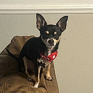 Joaquin joined the competition — help win amazing prizes! animal, brown_couch, canine, chihuahua, couch, cute, dog, domestic_animal, ears, furniture, home, indoor, looking, molding, pet, red_collar, sitting, small_dog, tag, wall