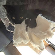 Alba a rejoint le concours — aidez-le/la à gagner de superbes lots ! cat, black_cat, cat_tree, blanket, furniture, indoor, sunlight, shadow, tile_floor, pet, animal, cozy, hiding, fur, eyes, resting, home, soft_texture, playful, curious