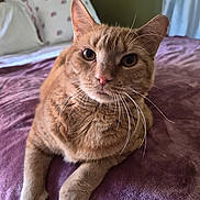 Princess is registered to the contest to win money with this photo: cat, ginger_cat, pet, feline, whiskers, bed, blanket, pillow, indoor, close_up, fur, cute, animal, relaxed, looking_at_camera, domestic_animal, resting, cozy, soft, home