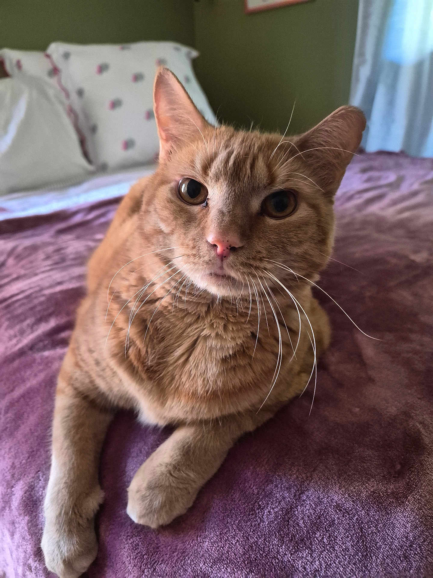 Princess is registered to the contest to win money with this photo: cat, ginger_cat, pet, feline, whiskers, bed, blanket, pillow, indoor, close_up, fur, cute, animal, relaxed, looking_at_camera, domestic_animal, resting, cozy, soft, home