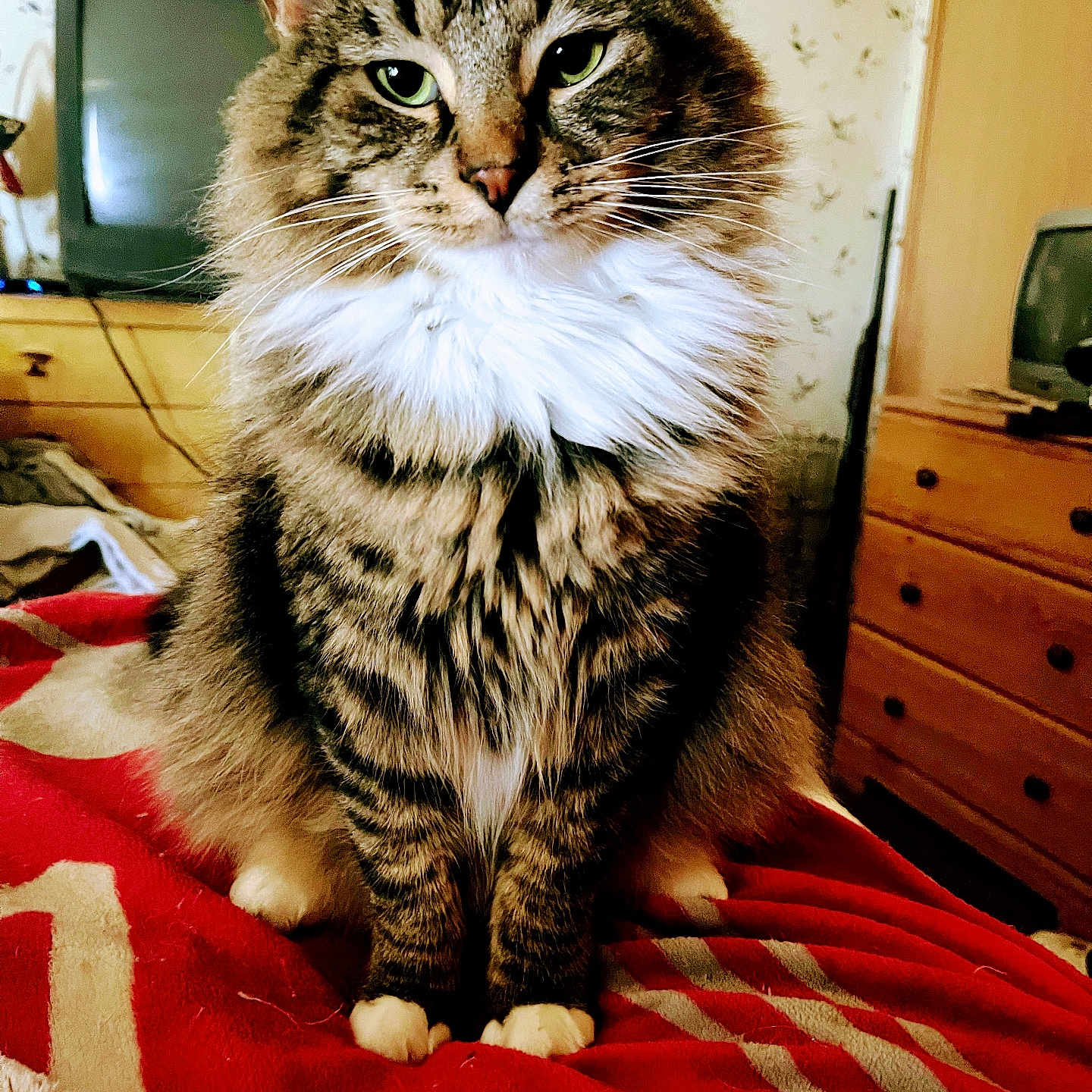 Mo is registered to the contest to win money with this photo: cat, tabby_cat, fluffy, long_hair, pet, animal, whiskers, green_eyes, sitting, portrait, indoors, bedroom, blanket, red_blanket, furniture, dresser, television, vintage, cozy, close_up