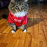 Mo is registered to the contest to win money with this photo: cat, tabby_cat, fluffy, longhaired, pet, animal, jersey, red_shirt, ohio_state, sports_fan, sitting, front_facing, green_eyes, whiskers, white_chest, white_paws, indoors, living_room, hardwood_floor, portrait