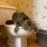 Mo is registered to the contest to win money with this photo: cat, tabby_cat, fluffy, fur, pet, animal, bathroom, toilet, toilet_seat, sitting, lying_down, staring, green_eyes, whiskers, tail, floral_wallpaper, trash_bin, wood_floor, bath_mat, indoor