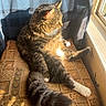 Mo is registered to the contest to win money with this photo: cat, fluffy, long_hair, black_and_white, tabby, pet, animal, sitting, reclining, sunlight, sunbeam, window, cushion, patterned_fabric, indoors, portrait, whiskers, tail, relaxed, golden_light