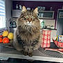 cat, tabby, fluffy, kitchen, counter, fruit, orange, pear, dishware, red_pattern, bowl, jug, placemat, window, appliance, decor, indoor, pet, animal, feline