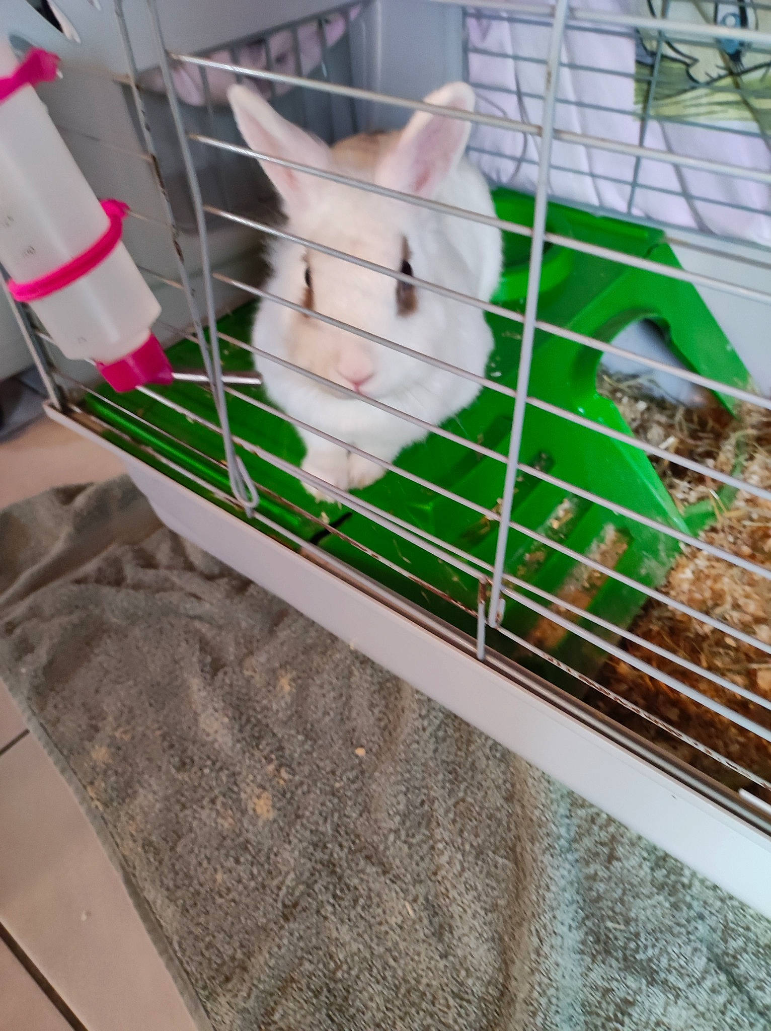 Louna a rejoint le concours — aidez-le/la à gagner de superbes lots ! animal_shelter, cage, fawn, flooring, fur, grass, hamster, mesh, metal, mouse, muroidea, pattern, pet_supply, rabbit, rabbits_and_hares, rodent, snout, tail, terrestrial_animal, whiskers