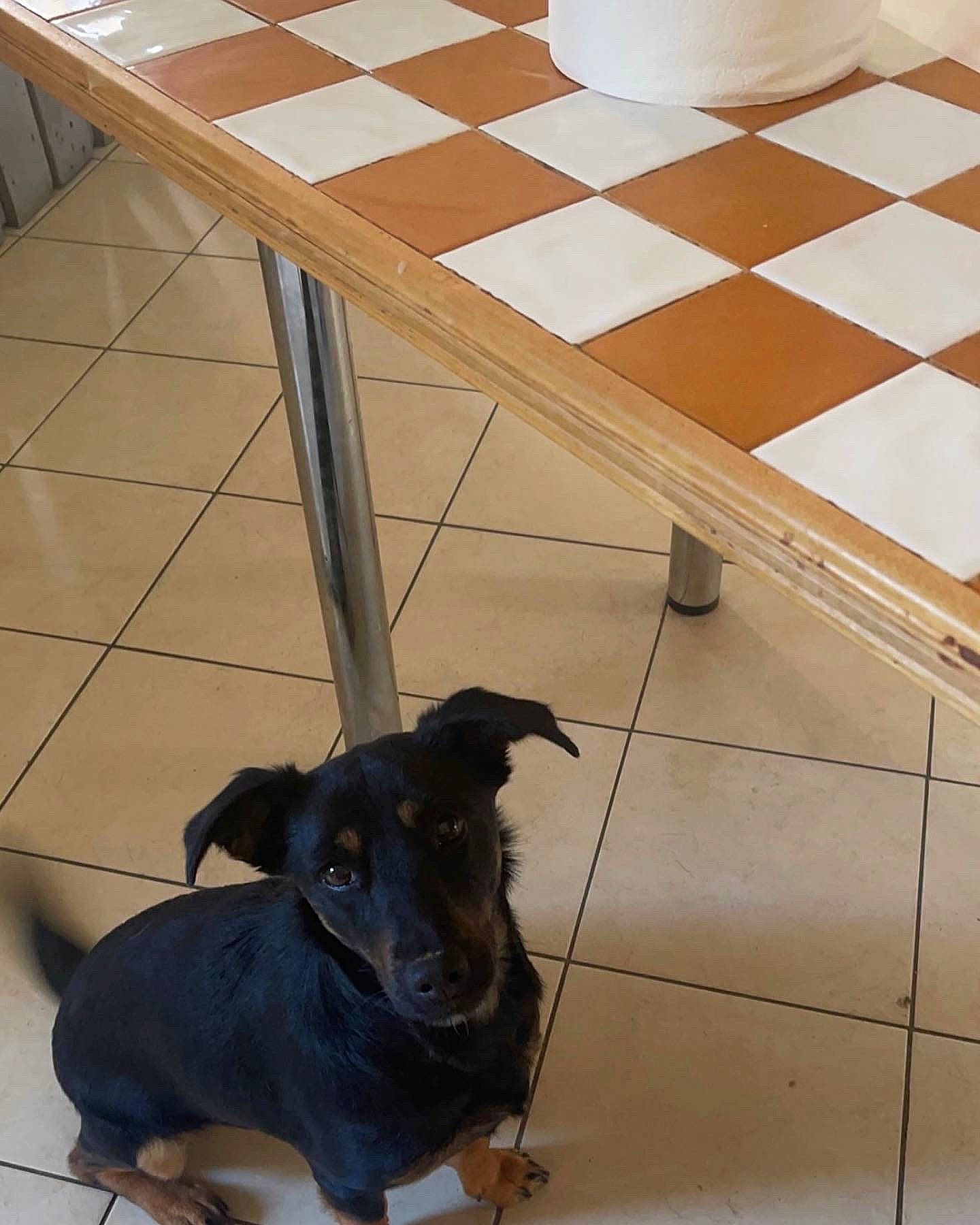 Jengie participe au concours pour gagner de l'argent avec cette photo : black, carnivore, chessboard, companion_dog, desk, dog, dog_breed, floor, flooring, furniture, hardwood, indoor_games_and_sports, laminate_flooring, line, plywood, rectangle, table, wood, wood_stain, working_animal