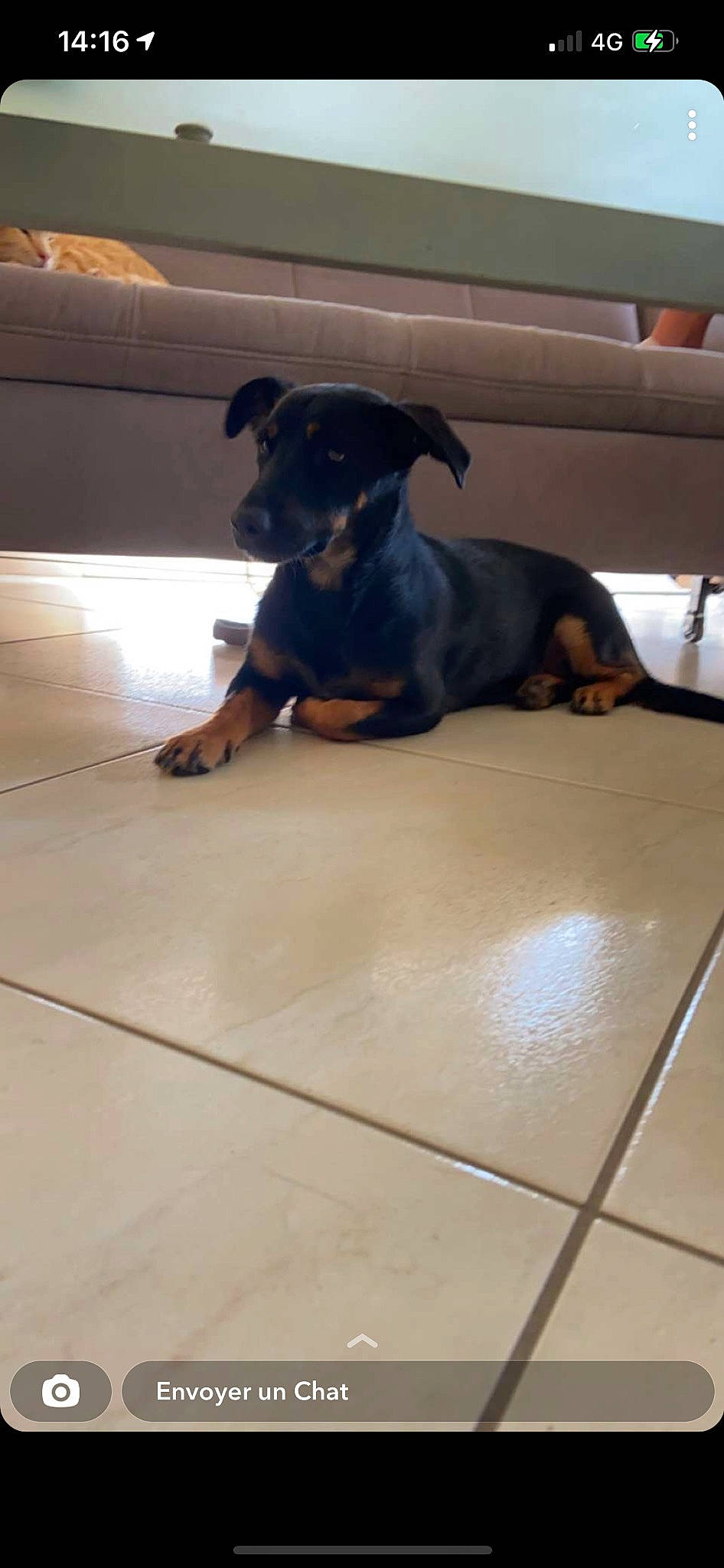 Jengie participe au concours pour gagner de l'argent avec cette photo : carnivore, companion_dog, dog, dog_breed, fawn, floor, flooring, guard_dog, hardwood, hound, hunting_dog, tail, toy_dog, wood, working_animal, working_dog