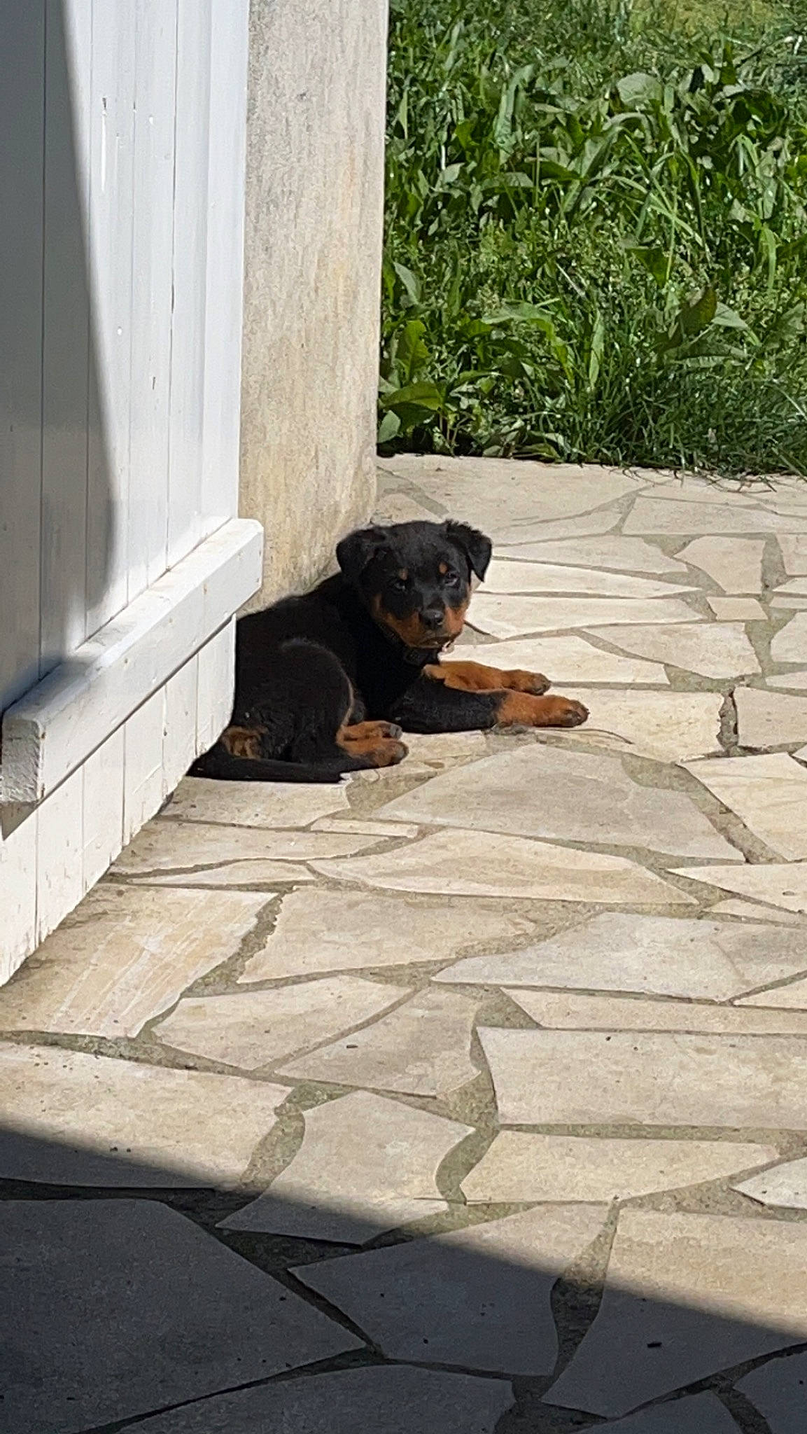 Ucaya participe au concours pour gagner de l'argent avec cette photo : asphalt, brick, brickwork, carnivore, companion_dog, concrete, dog, dog_breed, door, flagstone, floor, flooring, grass, plant, road_surface, sidewalk, snout, sporting_group, wall, wood