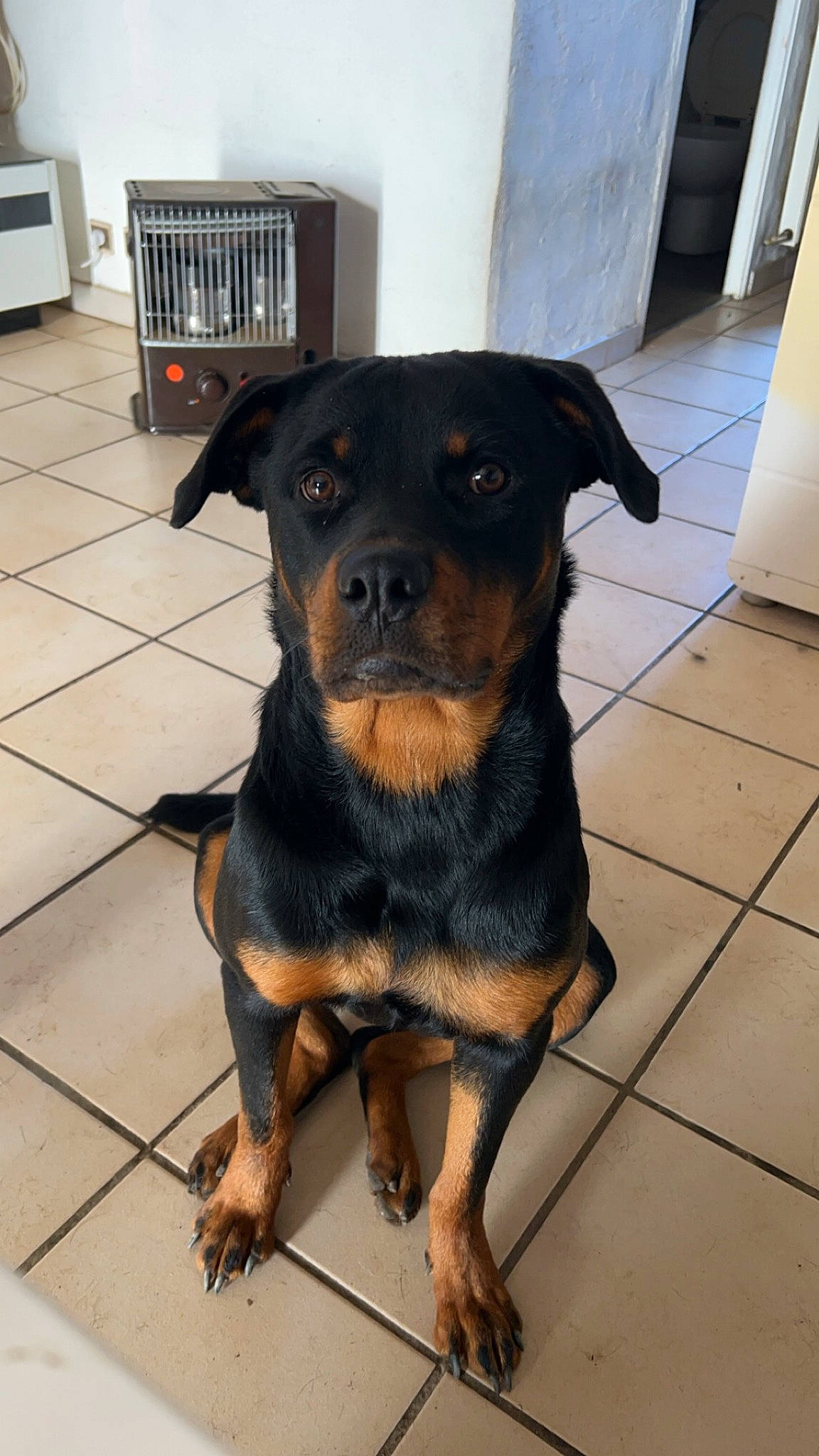 Ucaya a rejoint le concours — aidez-le/la à gagner de superbes lots ! canidae, carnivore, companion_dog, dog, dog_breed, flooring, fur, guard_dog, puppy, rottweiler, snout, sporting_group, terrestrial_animal, toy_dog, working_animal, working_dog