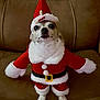 dog, small_dog, santa_costume, christmas, holiday, pet, brown_couch, costume, red, white, fur, cute, indoors, animal, festive, sitting, looking_at_camera, puppy, christmas_hat, adorable