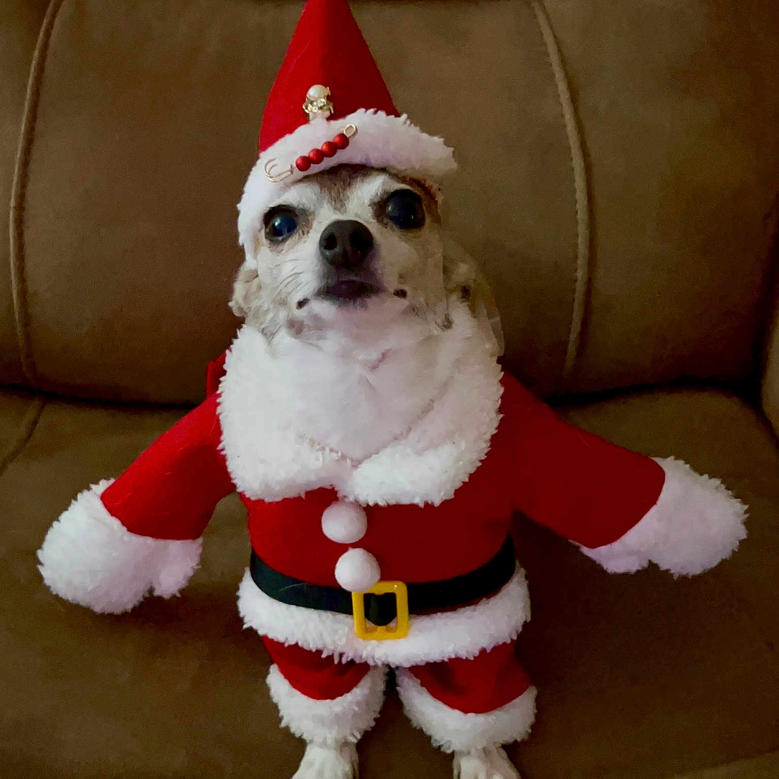 Princess Ruby Soria is registered to the contest to win money with this photo: adorable, animal, brown_couch, christmas, christmas_hat, costume, cute, dog, festive, fur, holiday, indoors, looking_at_camera, pet, puppy, red, santa_costume, sitting, small_dog, white