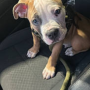 Butta is registered to the contest to win money with this photo: puppy, dog, car_seat, pet, animal, brown_fur, white_fur, leash, cute, young_dog, looking_up, indoor, black_seat, sunlight, ears, nose, paw, whiskers, collar, pet_accessory