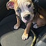 puppy, dog, car_seat, pet, animal, brown_fur, white_fur, leash, cute, young_dog, looking_up, indoor, black_seat, sunlight, ears, nose, paw, whiskers, collar, pet_accessory