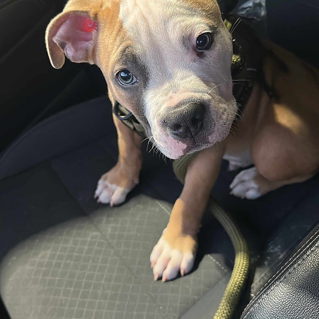 Butta is registered to the contest to win money with this photo: animal, black_seat, brown_fur, car_seat, collar, cute, dog, ears, indoor, leash, looking_up, nose, paw, pet, pet_accessory, puppy, sunlight, whiskers, white_fur, young_dog