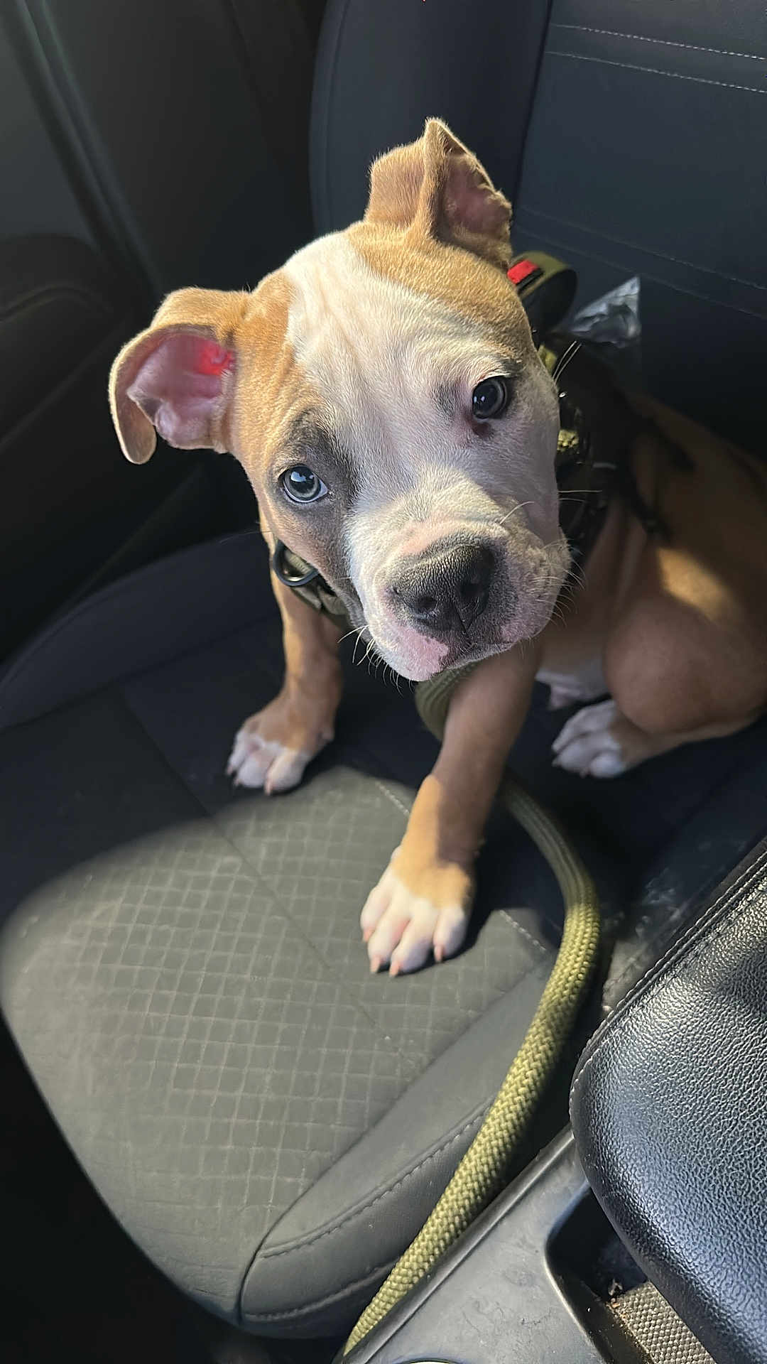 Butta is registered to the contest to win money with this photo: puppy, dog, car_seat, pet, animal, brown_fur, white_fur, leash, cute, young_dog, looking_up, indoor, black_seat, sunlight, ears, nose, paw, whiskers, collar, pet_accessory
