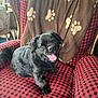 animal, armchair, black_dog, blanket, checkered_pattern, companion, cozy, cute, dog, fur, furniture, happy, indoor, paw_prints, pet, red_and_black, small_dog, smiling, tongue_out, wooden_chair