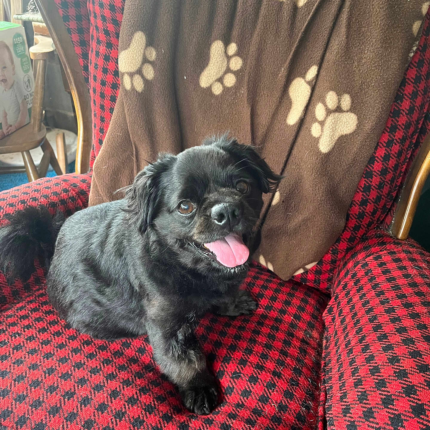 Jasper is registered to the contest to win money with this photo: animal, armchair, black_dog, blanket, checkered_pattern, companion, cozy, cute, dog, fur, furniture, happy, indoor, paw_prints, pet, red_and_black, small_dog, smiling, tongue_out, wooden_chair