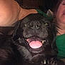 Teddy Bear is registered to the contest to win money with this photo: animal, black_dog, close_up, companion, cute, dog, domestic_animal, face, fur, green_shirt, happy, indoor, lying_down, mouth, nose, paw, person_partial, pet, smiling, tongue_out
