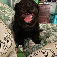 Teddy Bear is registered to the contest to win money with this photo: animal, bed, bedding, black_dog, cartoon_dog_sketch, comfort, cozy, cute, dog, dresser, fan, floral_pattern, furniture, green_wall, indoor, pet, pillow, smiling_dog, television, tongue_out
