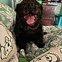 animal, bed, bedding, black_dog, cartoon_dog_sketch, comfort, cozy, cute, dog, dresser, fan, floral_pattern, furniture, green_wall, indoor, pet, pillow, smiling_dog, television, tongue_out