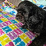 animal, black_dog, blanket, bunny_pattern, close_up, colorful, cozy, curly_fur, cute, dog, fur_texture, indoor, pastel_colors, pet, relaxing, resting, snout, soft_lighting, thoughtful, wet_fur