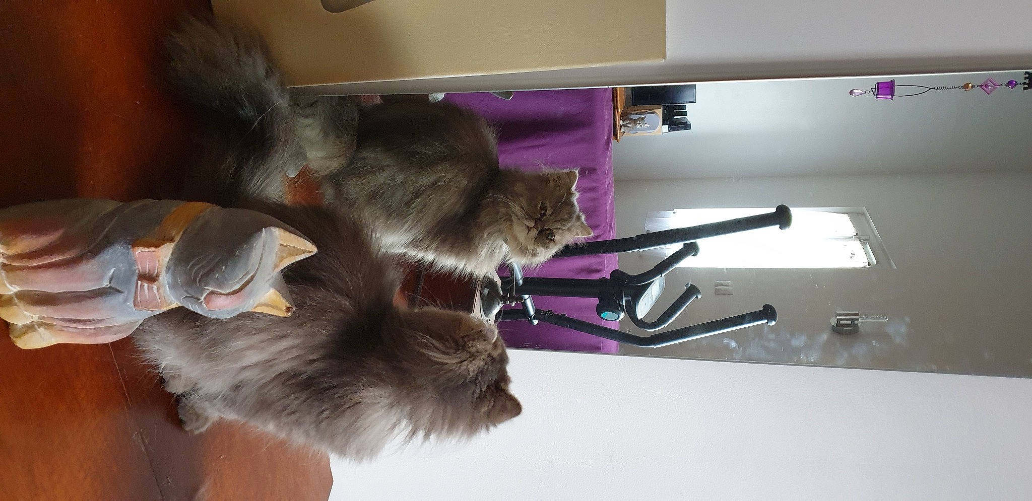 Sweet a rejoint le concours — aidez-le/la à gagner de superbes lots ! black_cat, carnivore, cat, claw, comfort, domestic_short_haired_cat, felidae, flooring, fur, gesture, paper, paper_product, paw, room, small_to_medium_sized_cats, tail, whiskers