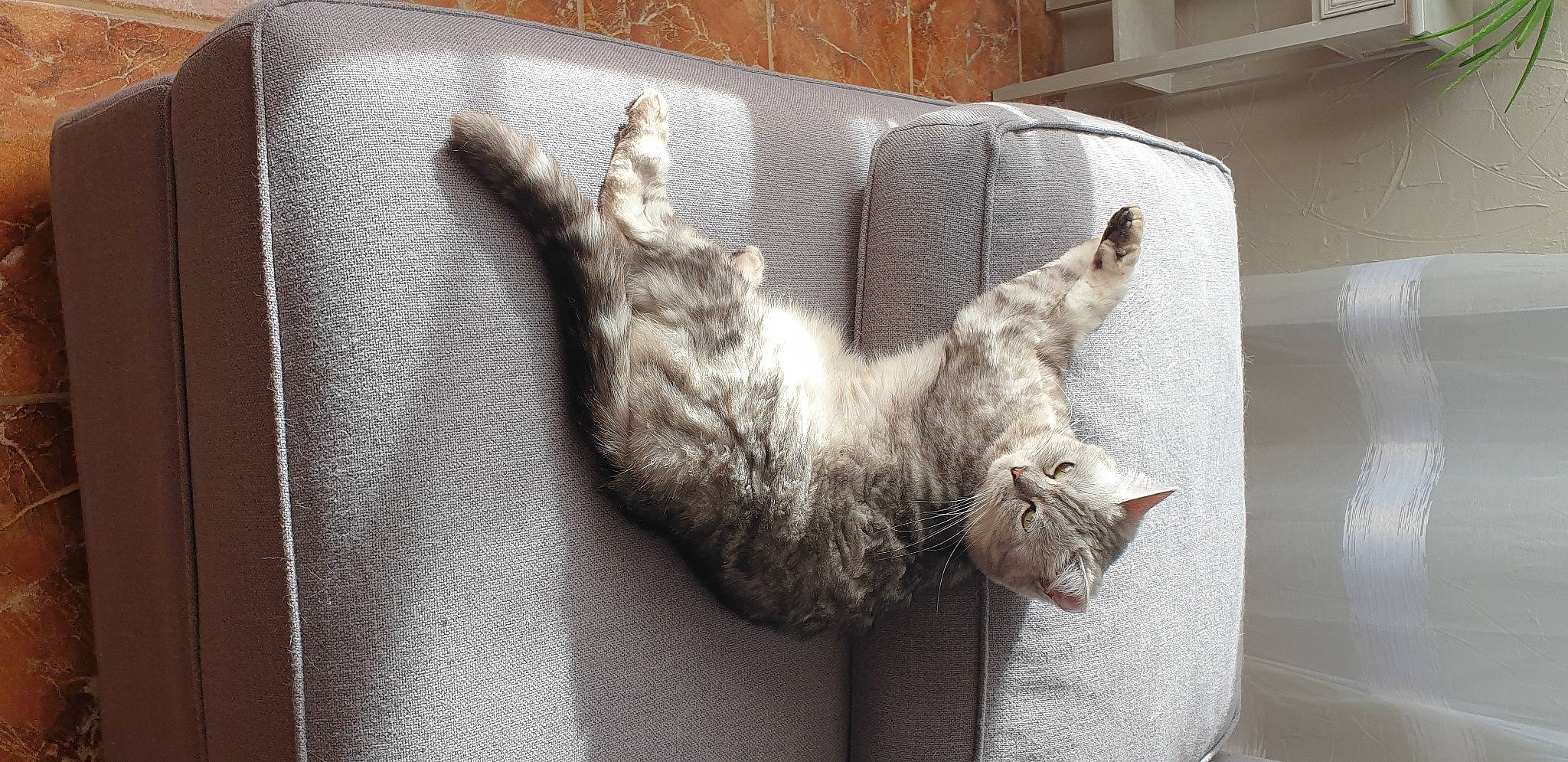 Paillette a rejoint le concours — aidez-le/la à gagner de superbes lots ! carnivore, cat, comfort, couch, domestic_short_haired_cat, fawn, felidae, fur, gesture, grey, paw, rectangle, room, small_to_medium_sized_cats, studio_couch, tail, textile, whiskers, window, wood