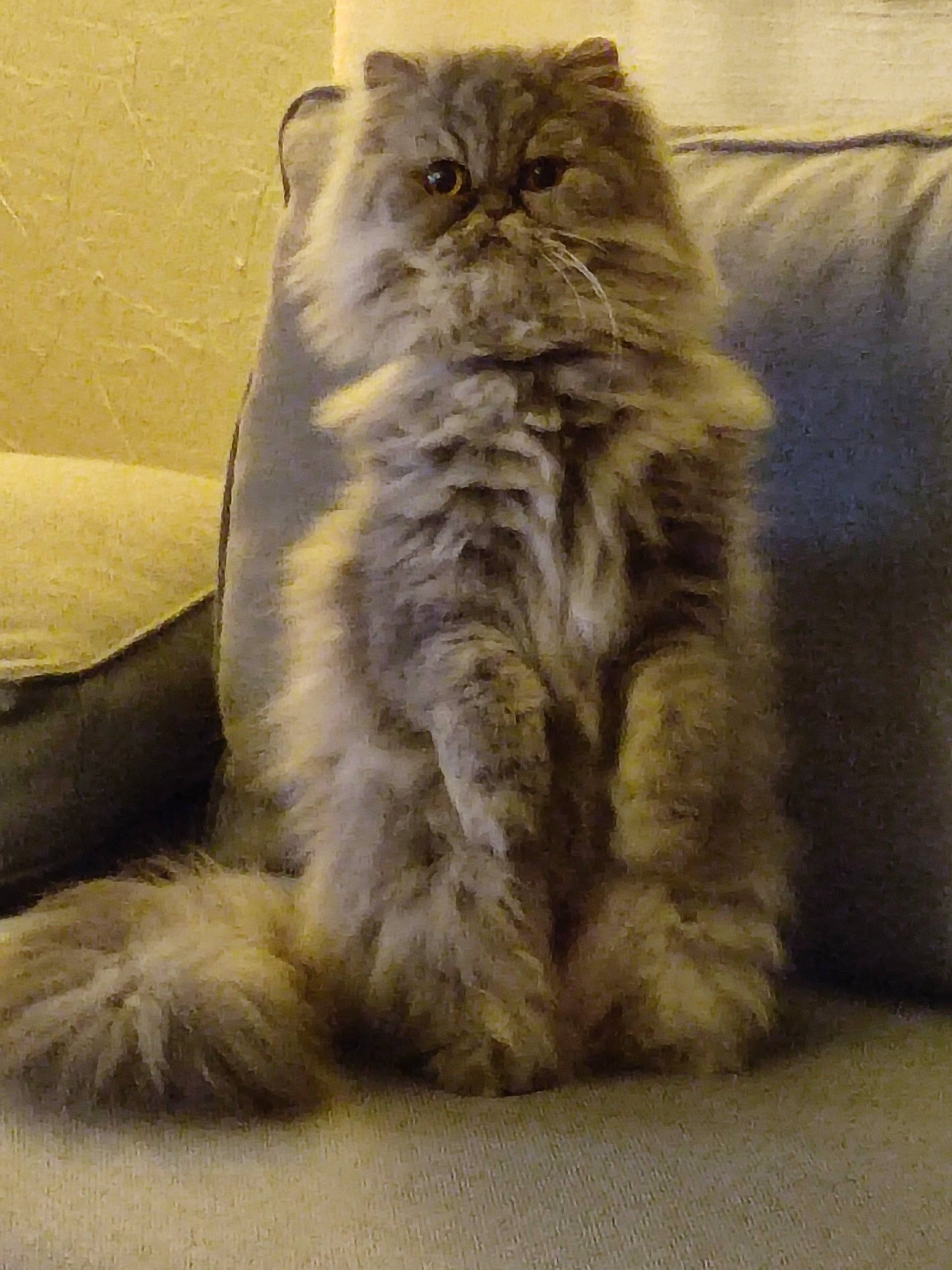 Sweet participe au concours pour gagner de l'argent avec cette photo : british_longhair, carnivore, cat, comfort, fawn, felidae, flooring, fur, grey, small_to_medium_sized_cats, snout, tail, terrestrial_animal, whiskers