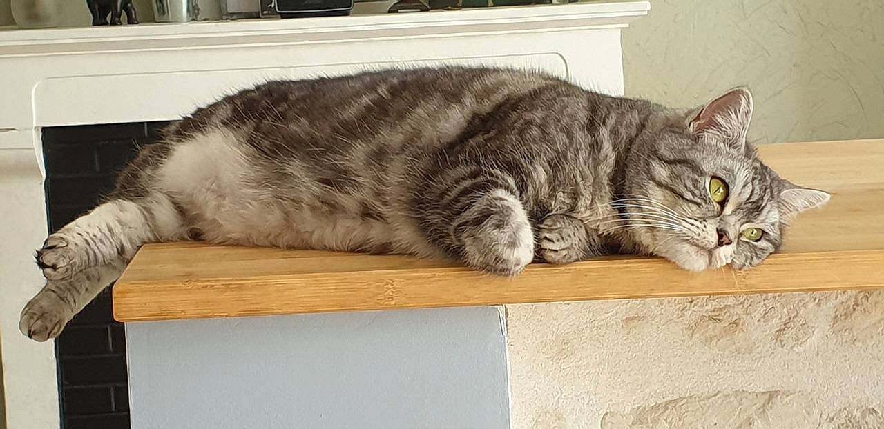 Molly a rejoint le concours — aidez-le/la à gagner de superbes lots ! carnivore, cat, claw, comfort, domestic_short_haired_cat, felidae, fur, grey, nap, paw, sitting, sleep, small_to_medium_sized_cats, snout, tail, whiskers, wood