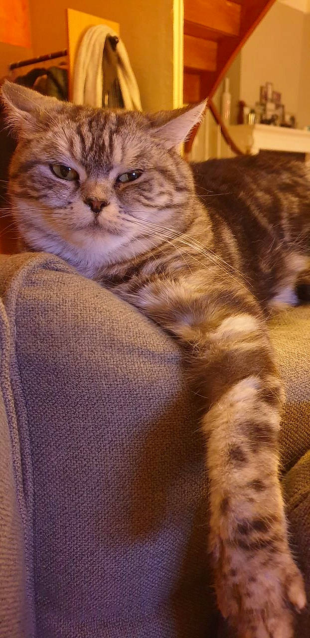 Molly a rejoint le concours — aidez-le/la à gagner de superbes lots ! carnivore, cat, claw, comfort, domestic_short_haired_cat, fawn, felidae, fur, paw, sitting, small_to_medium_sized_cats, tail, terrestrial_animal, whiskers, wildlife, wood