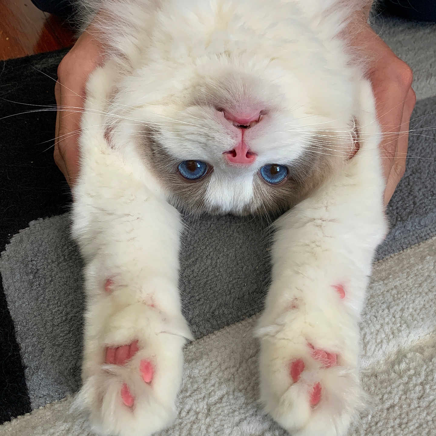 Jinro joined the competition — help win amazing prizes! angora, animal, bodypart, canine, cat, couch, dog, electronics, finger, furniture, hardware, hardwood, kitten, manx, monkey, mouth, person, pet, siamese, wood