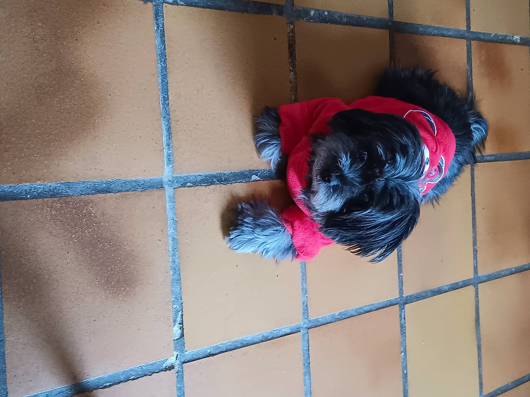 Lewis a rejoint le concours — aidez-le/la à gagner de superbes lots ! animal_shelter, cage, composite_material, electric_blue, flooring, fun, fur, mammal, mesh, net, pattern, pet_supply, window, wire_fencing